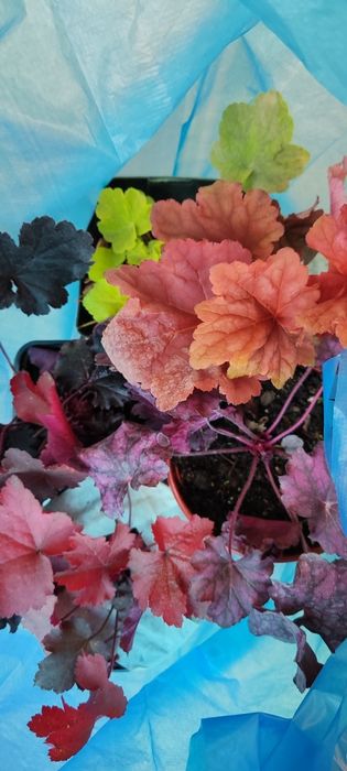 Гейхеры многолетние растения