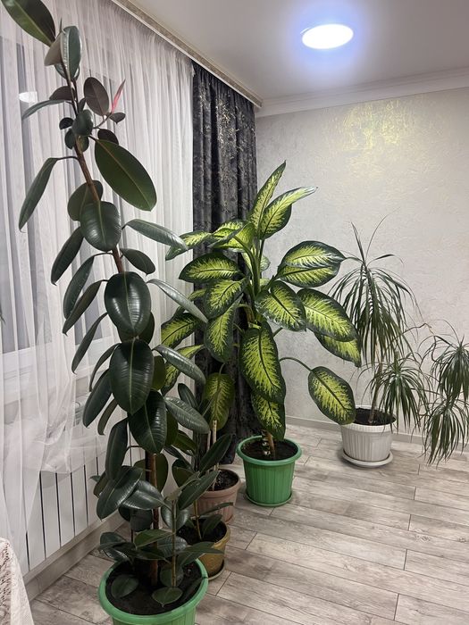 Продаю домашние цветы в ассортименте