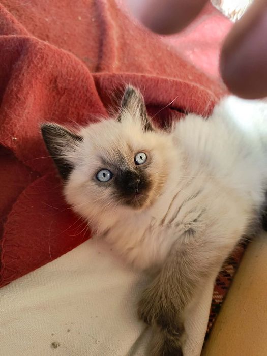 Котета Регдол / Ragdoll