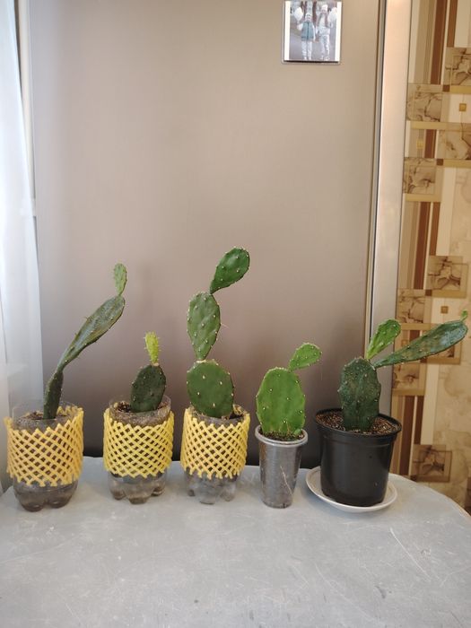 Опунция (заячьи ушки)