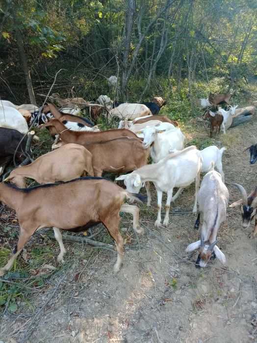 Продавам кози кръстоски