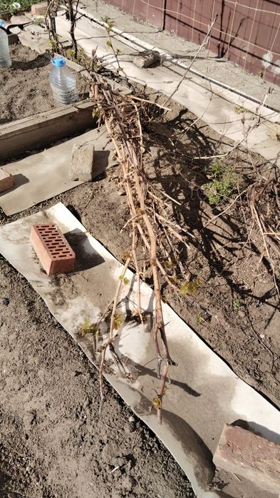 Продам кусты винограда ИЗОБЕЛА