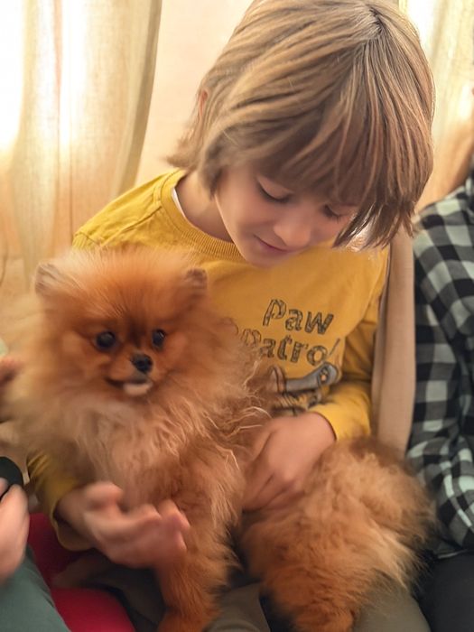Pomeranian roscat (baiat)