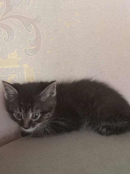 Британский котёнок