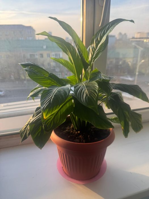 Комнатные растения