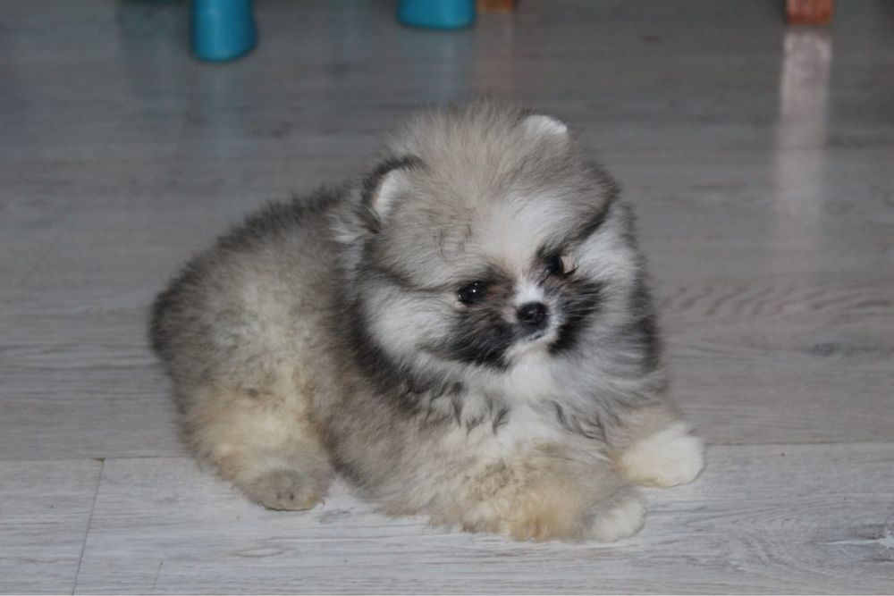 Продам щенка шпиц