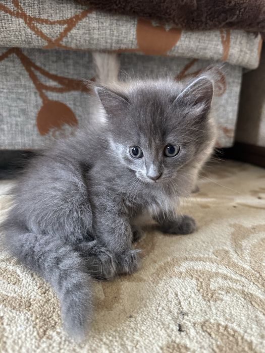Котята Британцы бесплатно