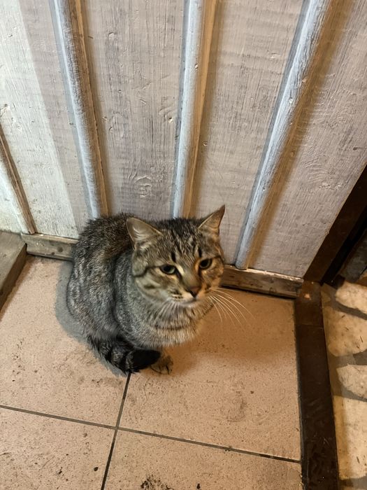 кот ищет себе семью