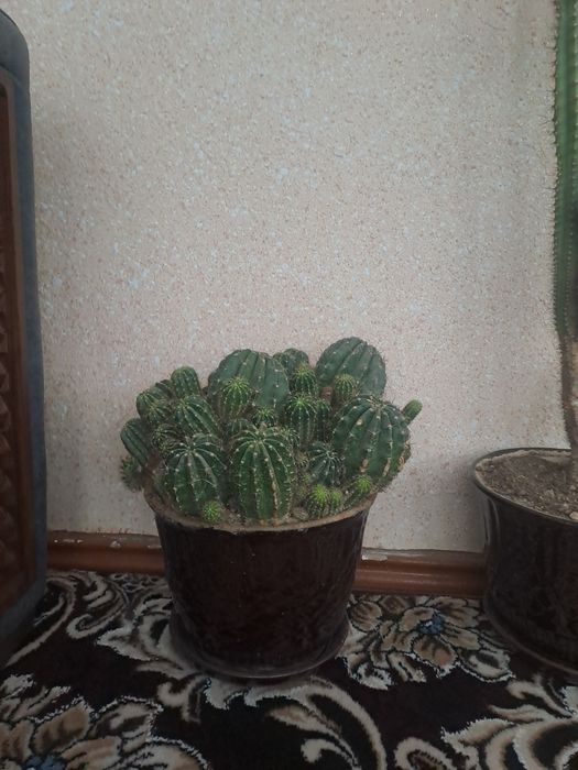 Кактус 4та катта тувакда