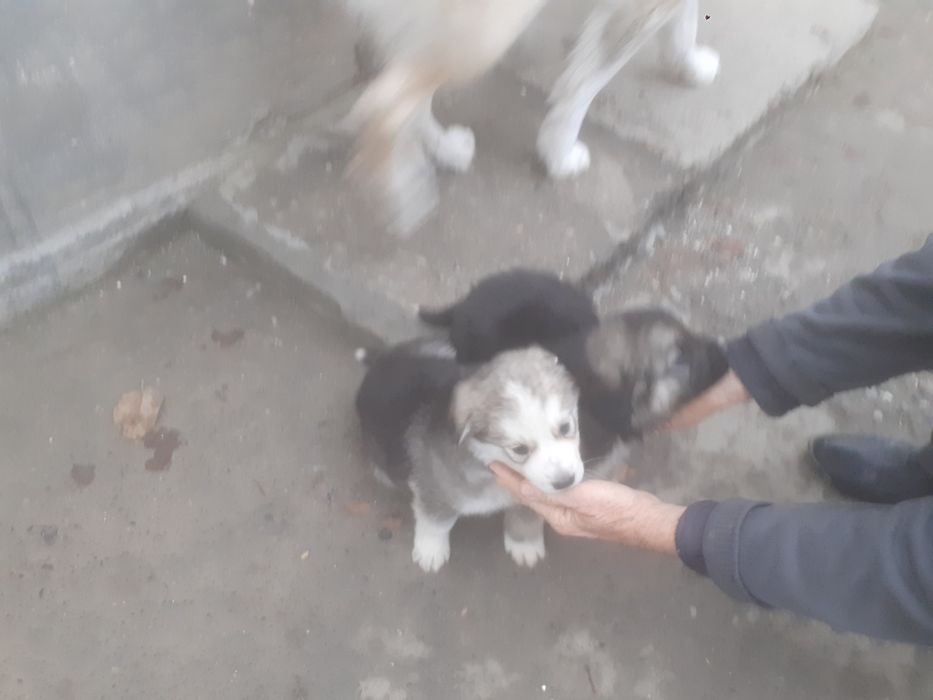 Продам щенки алабая