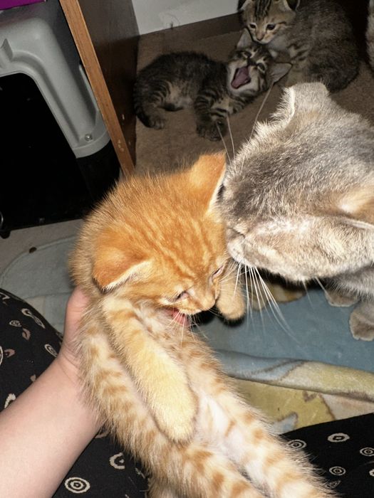 Кошки бесплатно