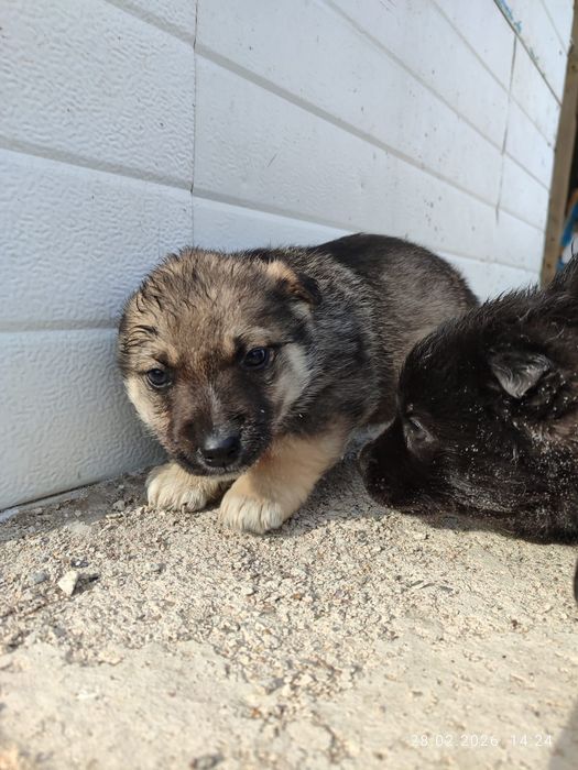 Отдам даром щенков