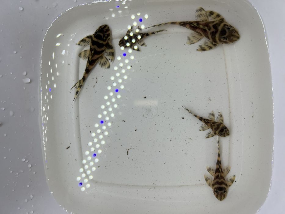 L333 gold,L333 albino,L401 ,L236 SW и SY