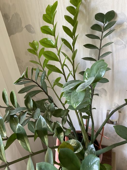 Замеокулькас или долларовое дерево