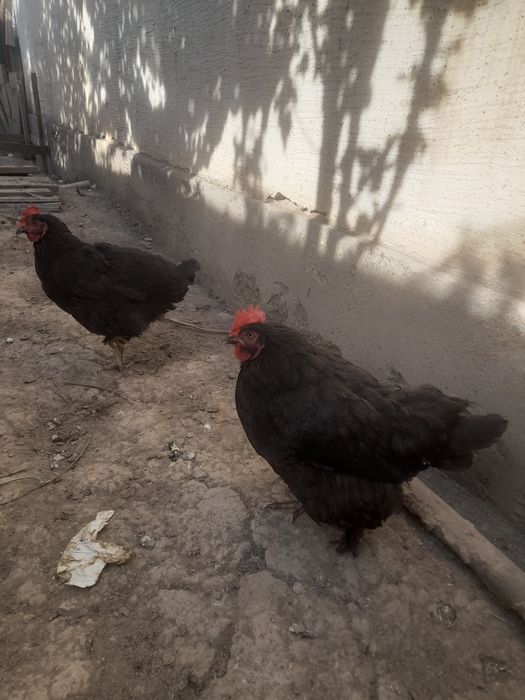 На продаже куры петушки