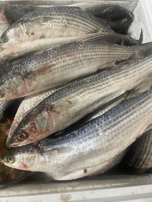 Рыба Кефаль морская