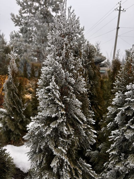 Туя Смарагд, Брабант