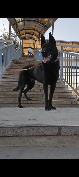 Вязка восточной Европейской овчарки