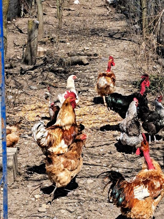 Cocosi crescuti la tara