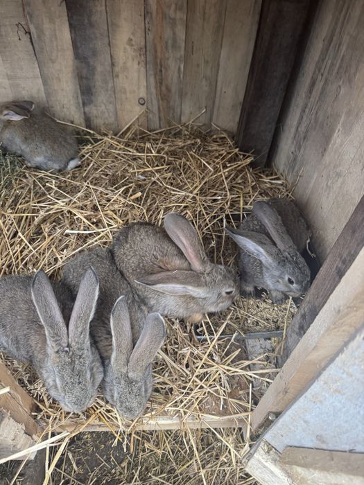 Vand iepurasi urias german 2 luni nunatate 2,5 kg