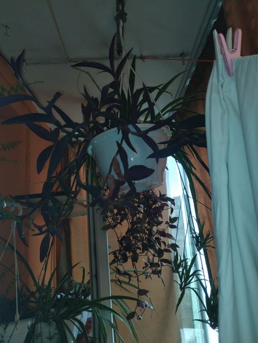 Plante de apartament curgatoare
