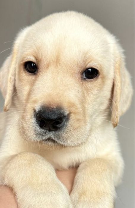 Продам щенят Лабрадора-ретривера