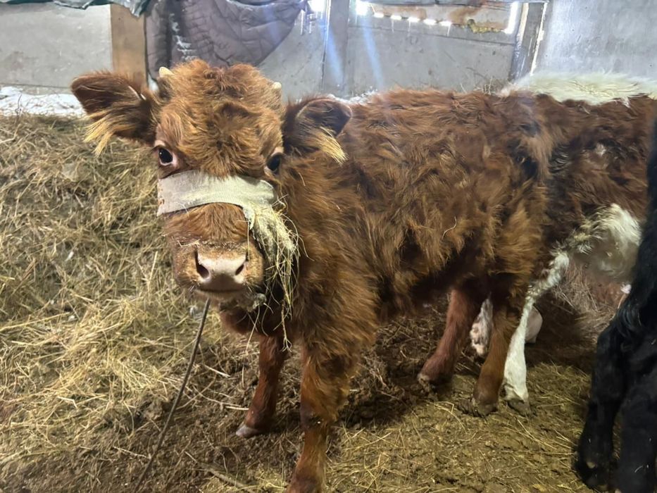 Сатылады алты бука