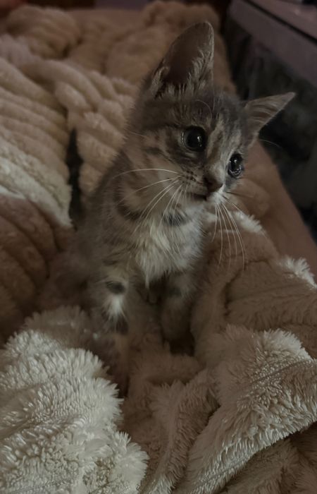 Малко бебе коте.