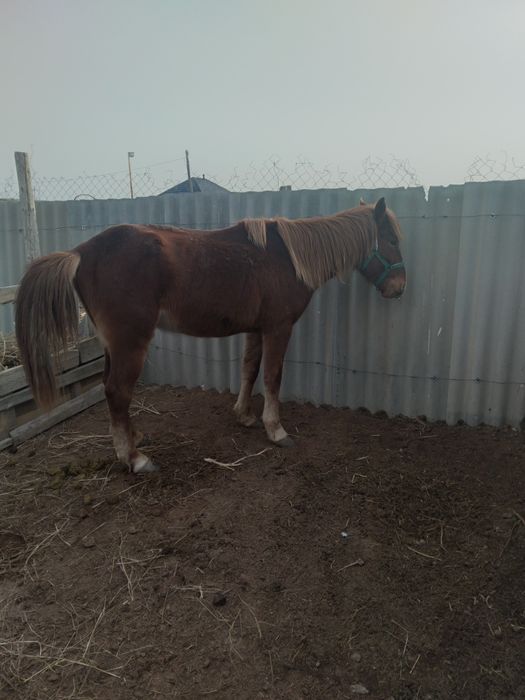 Аиғыр сатылады мінгі