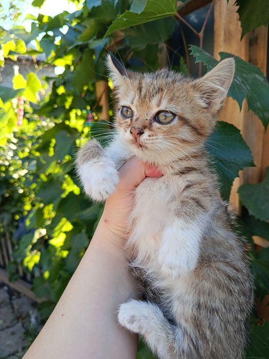 Отдам котят в добрые руки