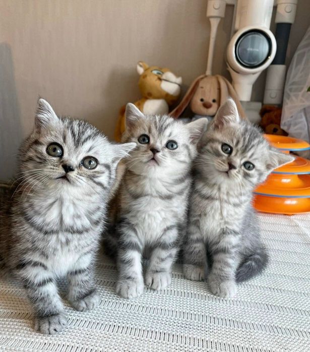 Миленькие Котята