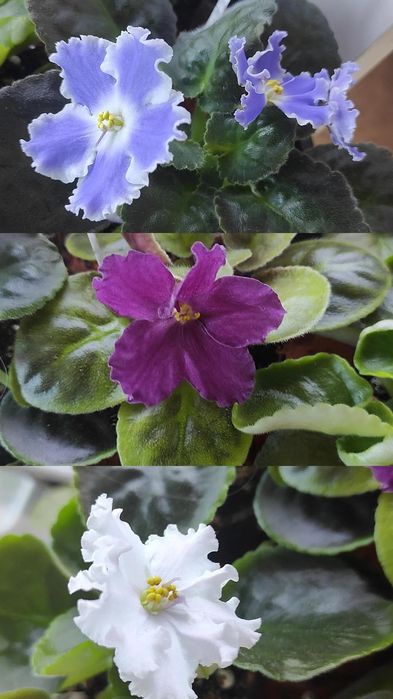 Продам сортовые фиалки