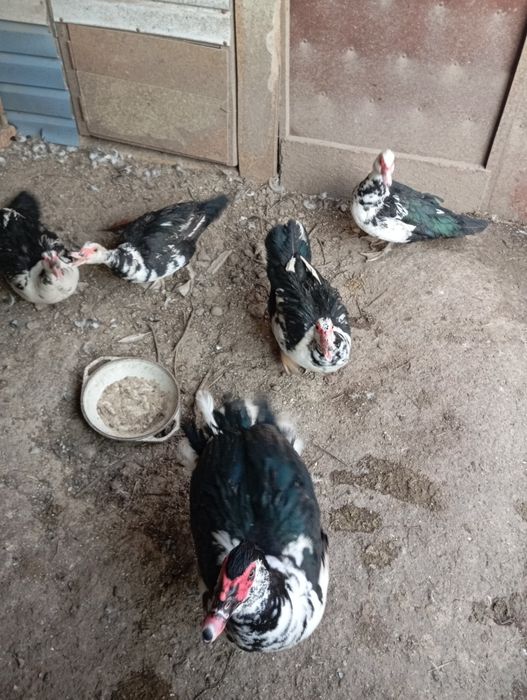 Мускусные утки ( индоутки).