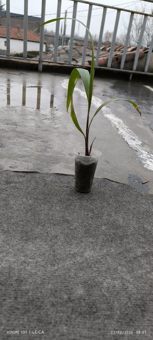 Палми Вашингтон  малки