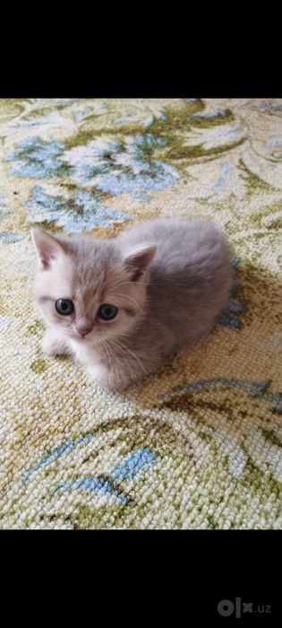 Шиншилла мушук болалри сотилади