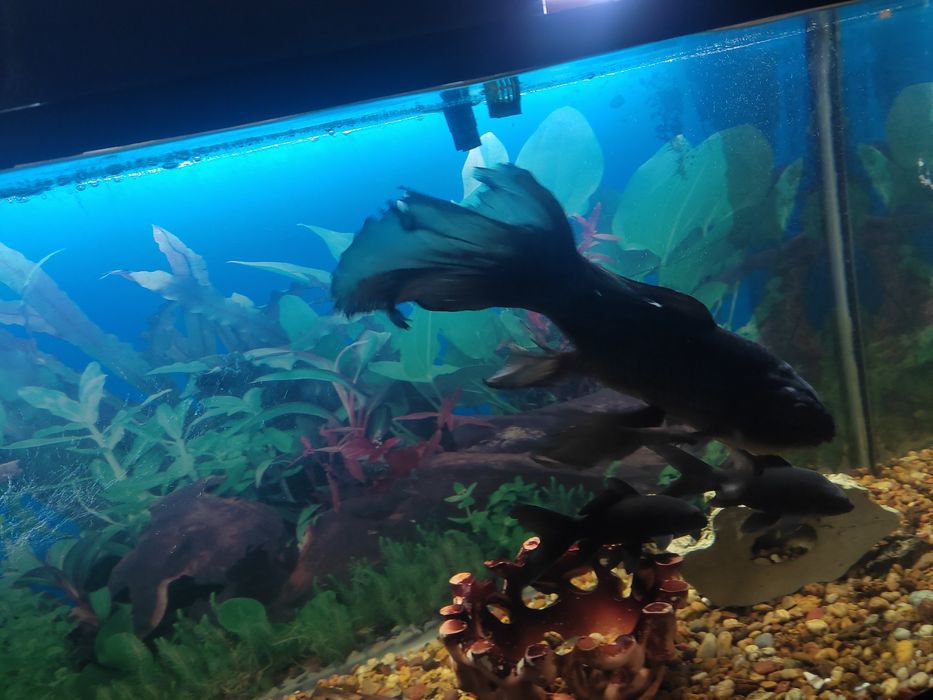 Үлкен аквариум балыгы
