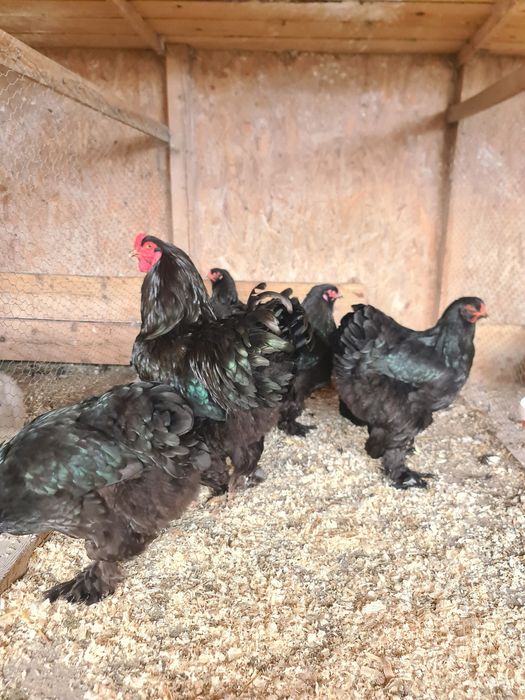 Ouă incubat păsări de rasă