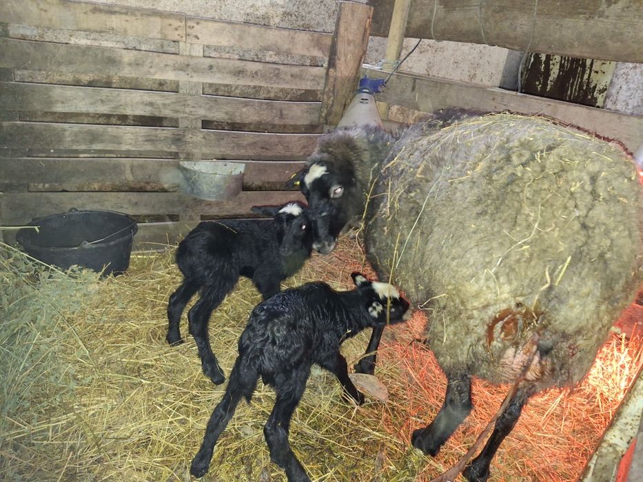 Oaie Romanov cu 2 berbecuți