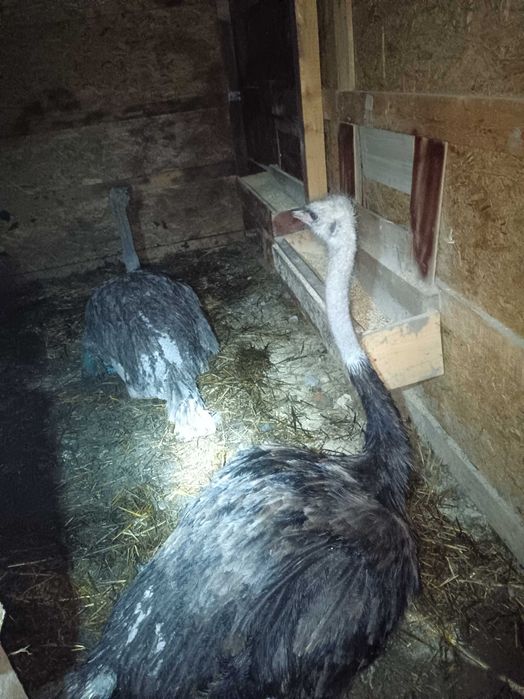 Vând familie struți africani