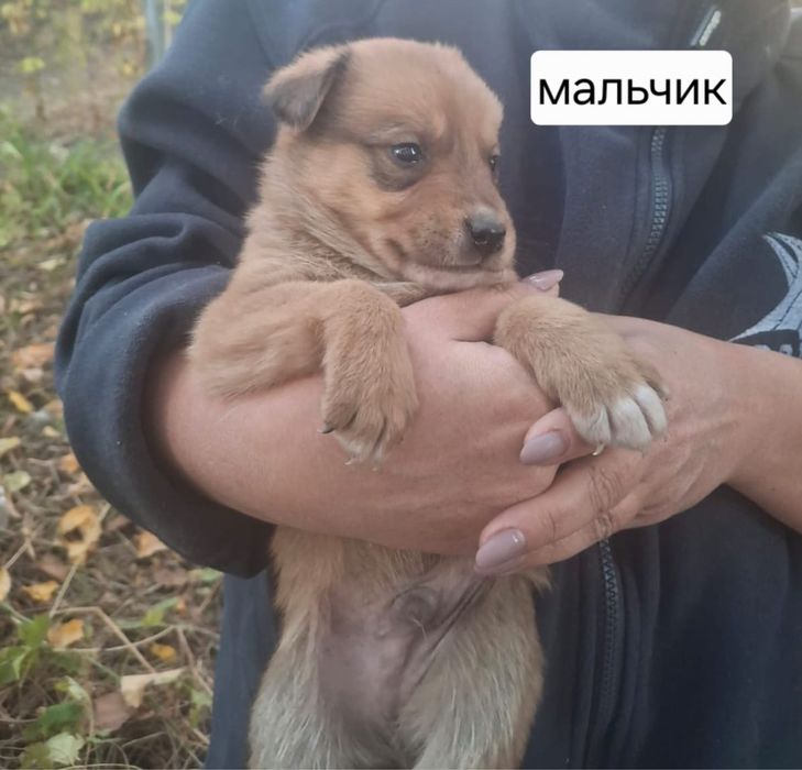 Щенки друзья чудесные