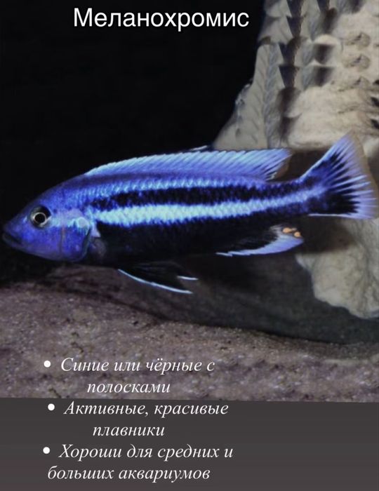 Рыба аквариумные