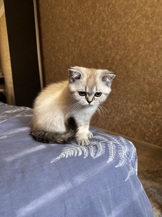 Продаётся кошка Scottish straight