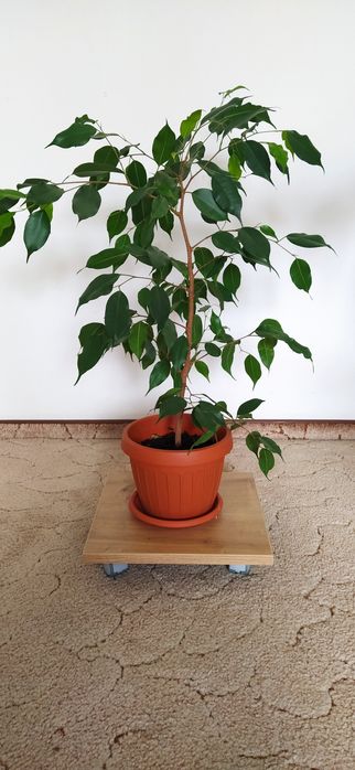 Vând ficus Benjamin și cactus Ephifilium