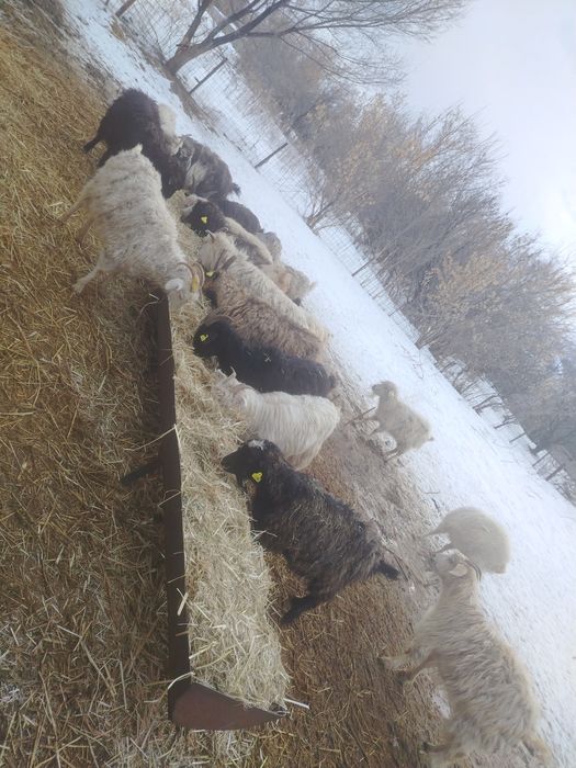 Продам коз коз коз