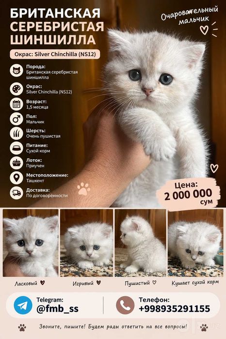 Британские Шиншиллы