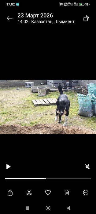 Алабай мощный еркек