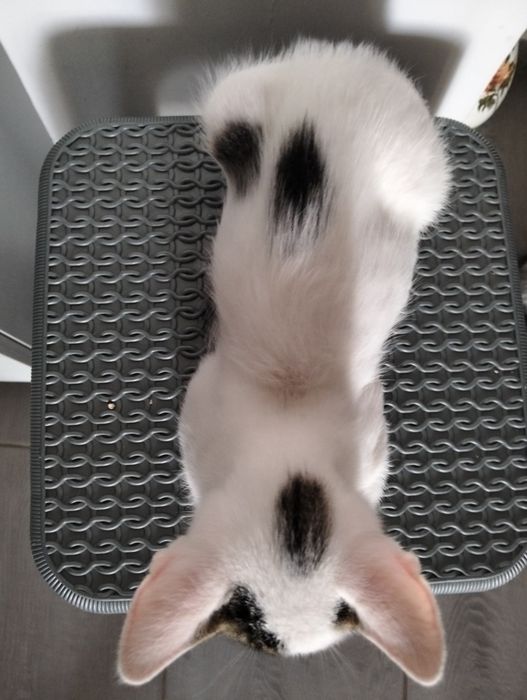 Băiețel scump și adorabil!