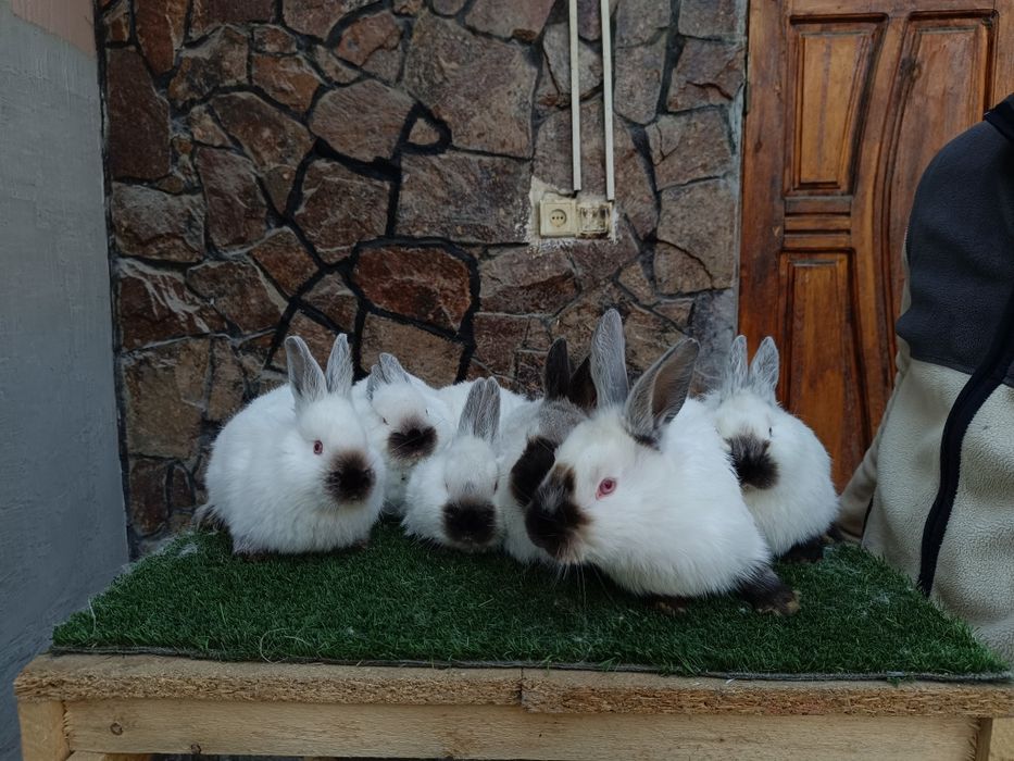 Евро Калифорния куйонлари