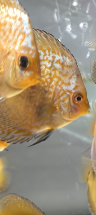 Дискуси подростки