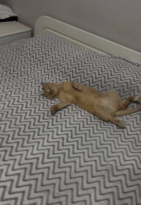 Отдам кота в хорошие руки